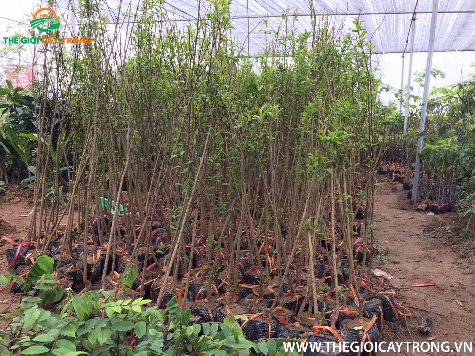 giống lựu đỏ ai cập