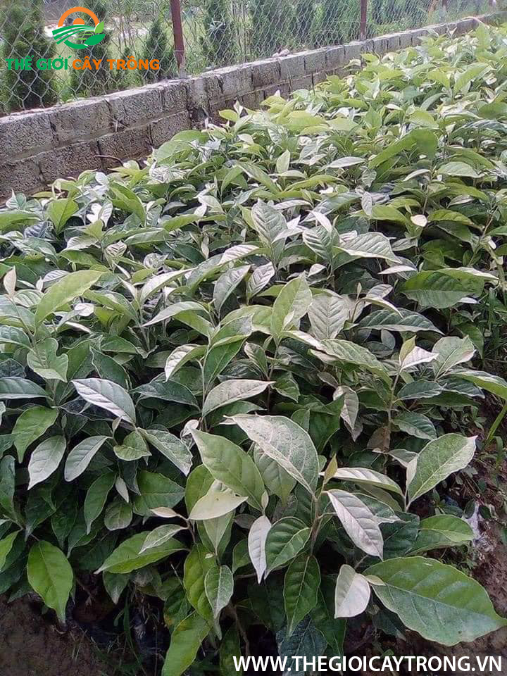 giống cây nhót ngọt