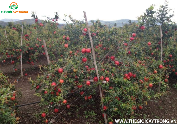 cây lựu đỏ ai cập