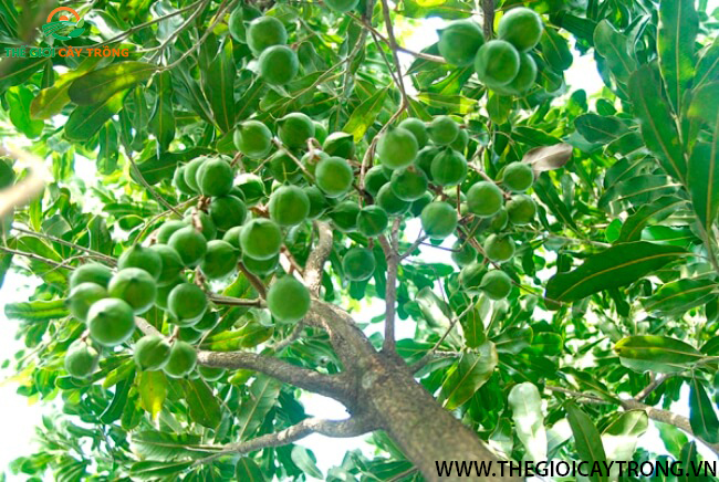 cây mắc ca