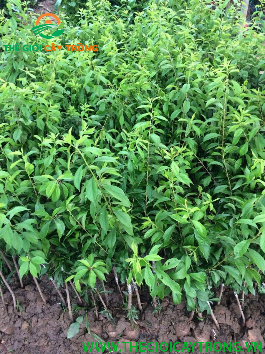 giống mận hậu