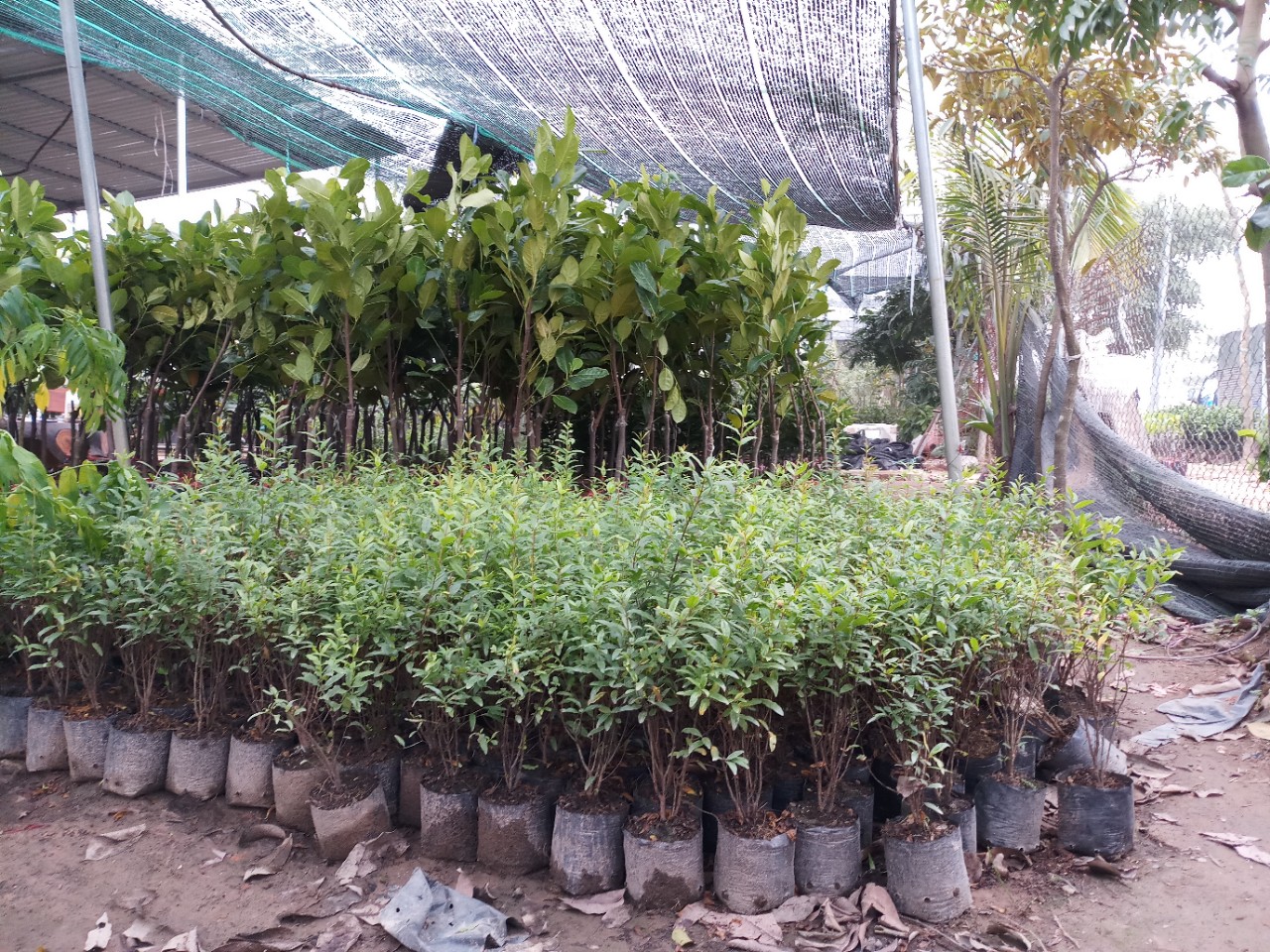 giống cây lựu