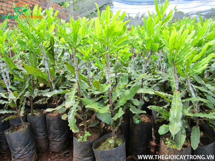 giống cây mắc ca