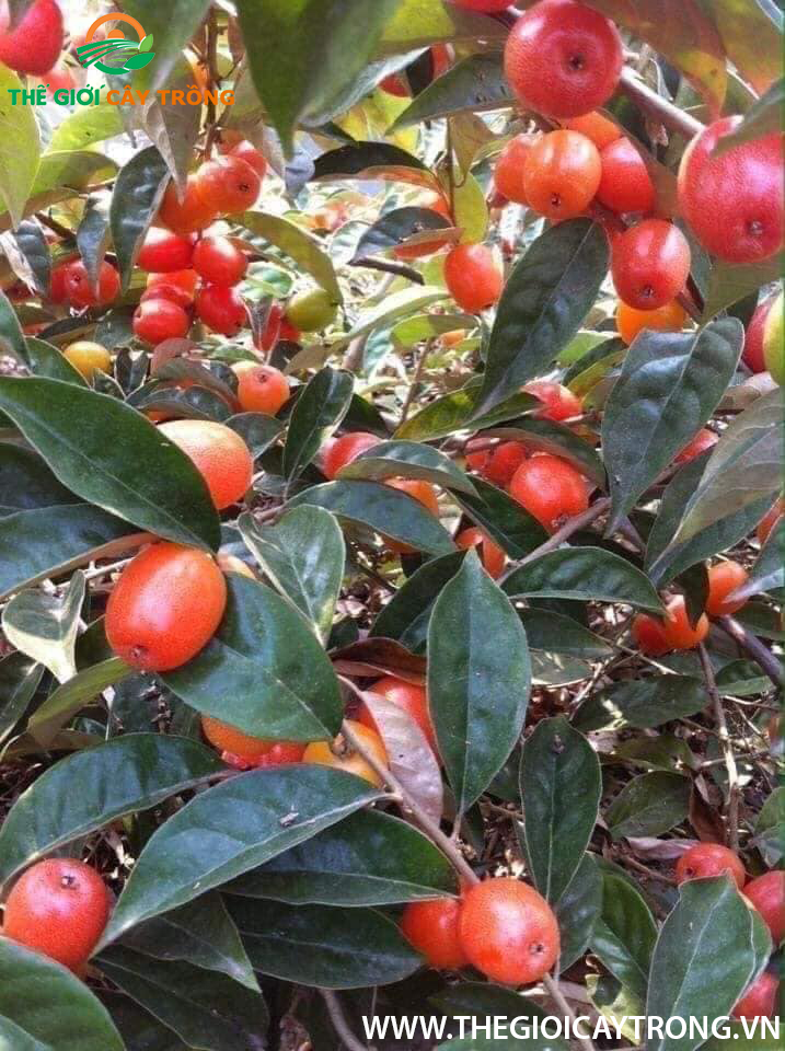 cây nhót ngọt