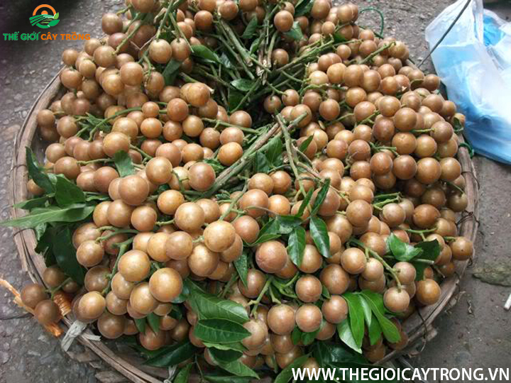 quả quất hồng bì