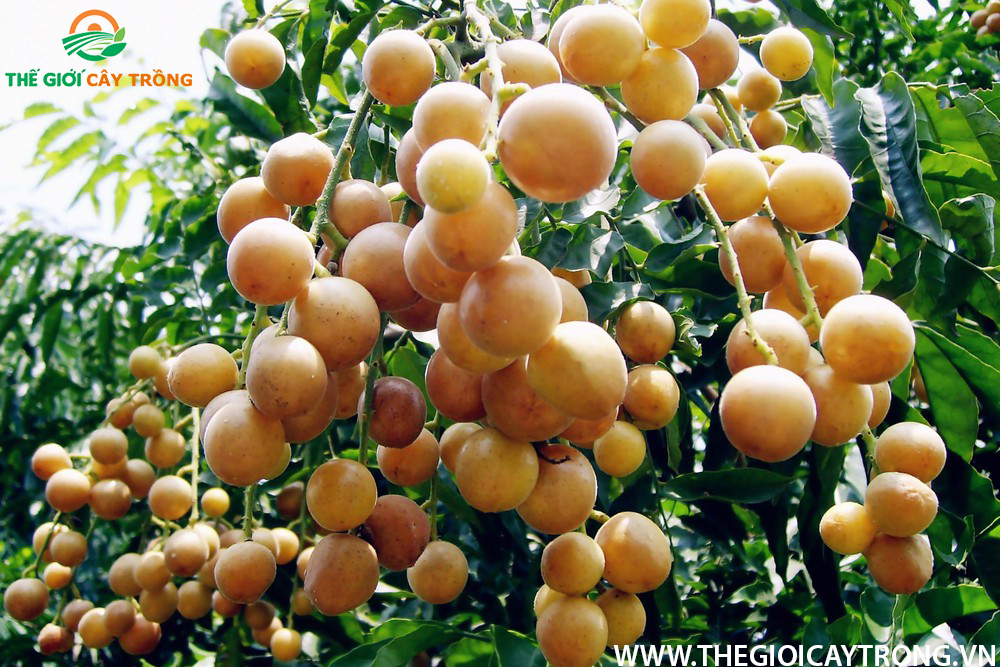 cây quất hồng bì