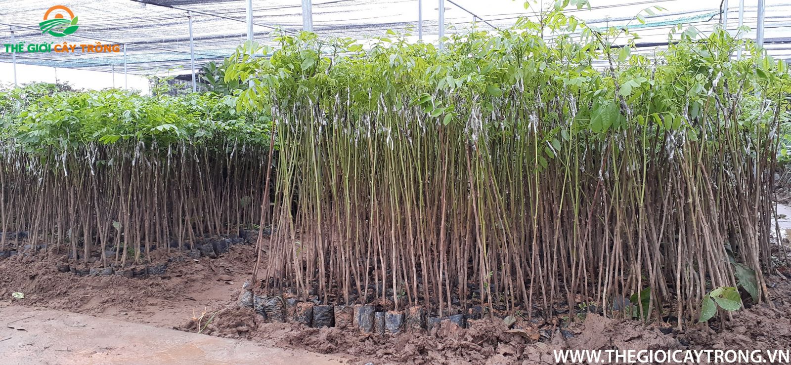 giống cây trám đne