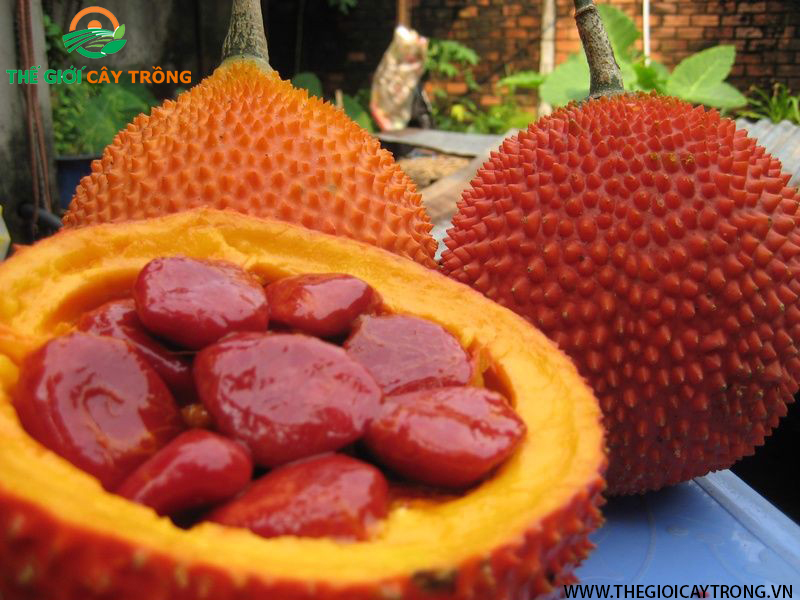 quả gấc cao sản