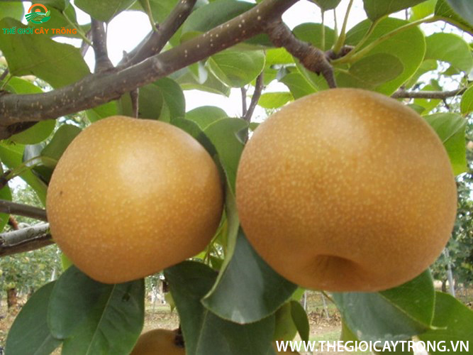 quả lê
