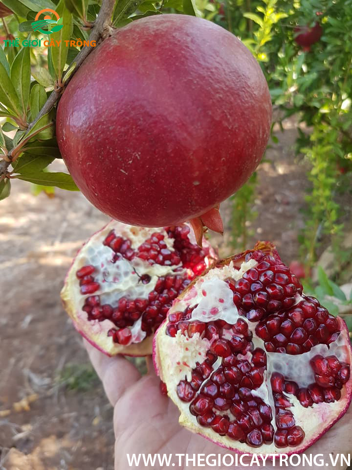 quả lựu đỏ