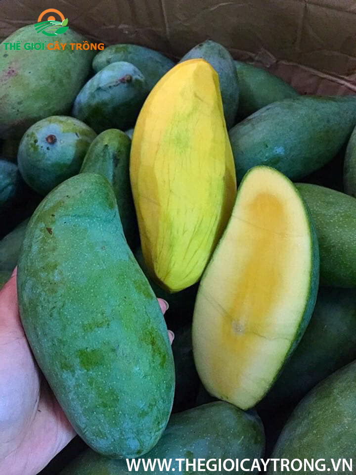 quả xoài thái