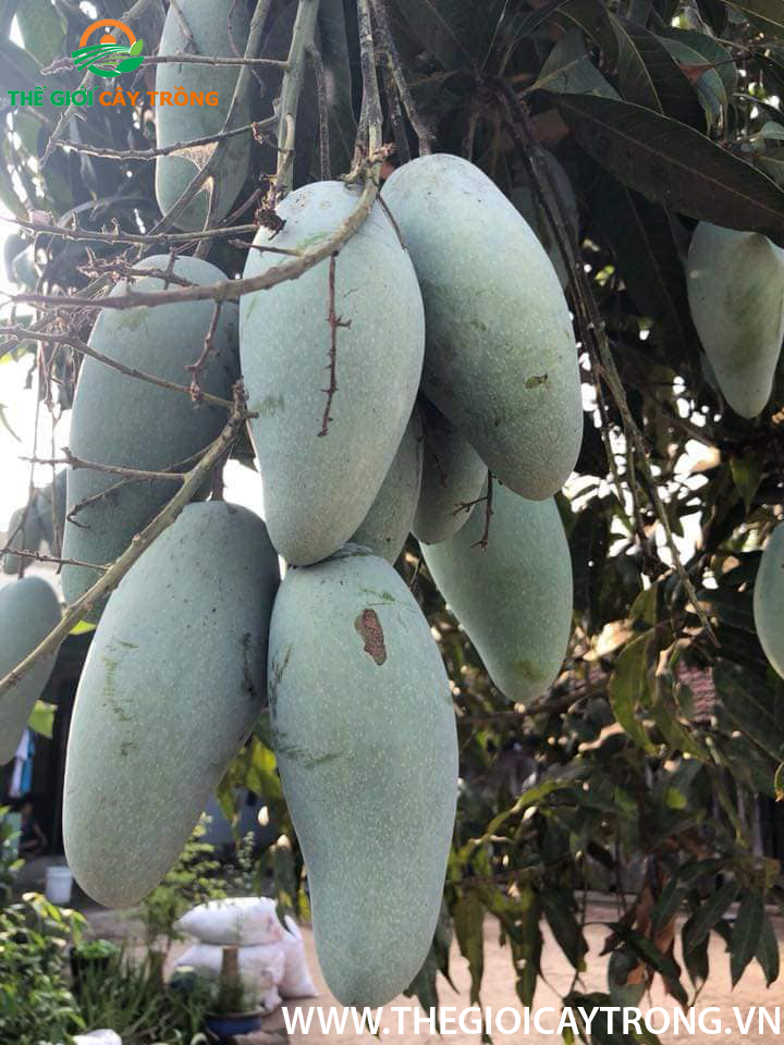 quả xoài thái