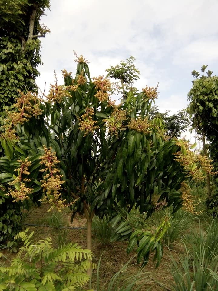 xoài thái