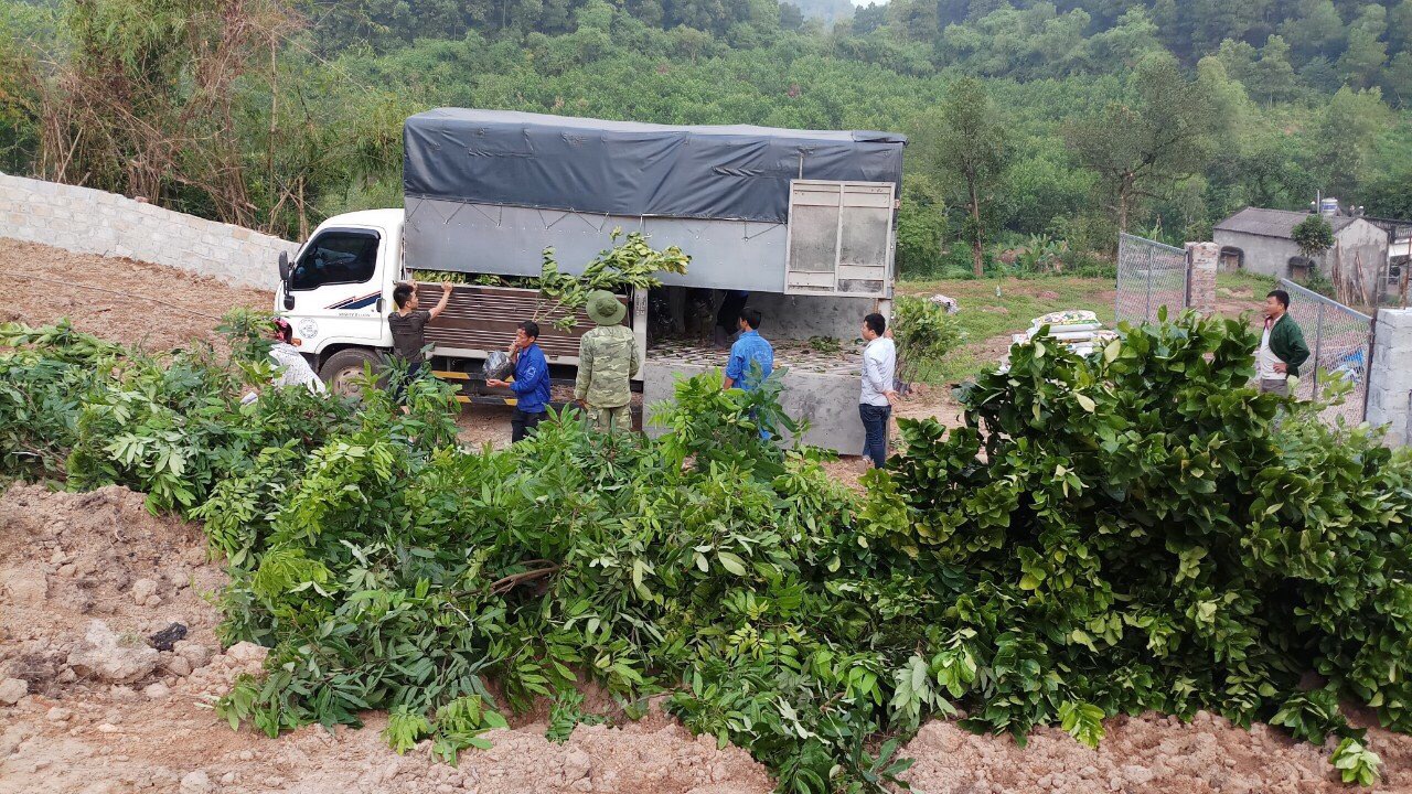 Hoàn thành dự án trồng Cây ăn quả ở Phú Lương - Thái Nguyên