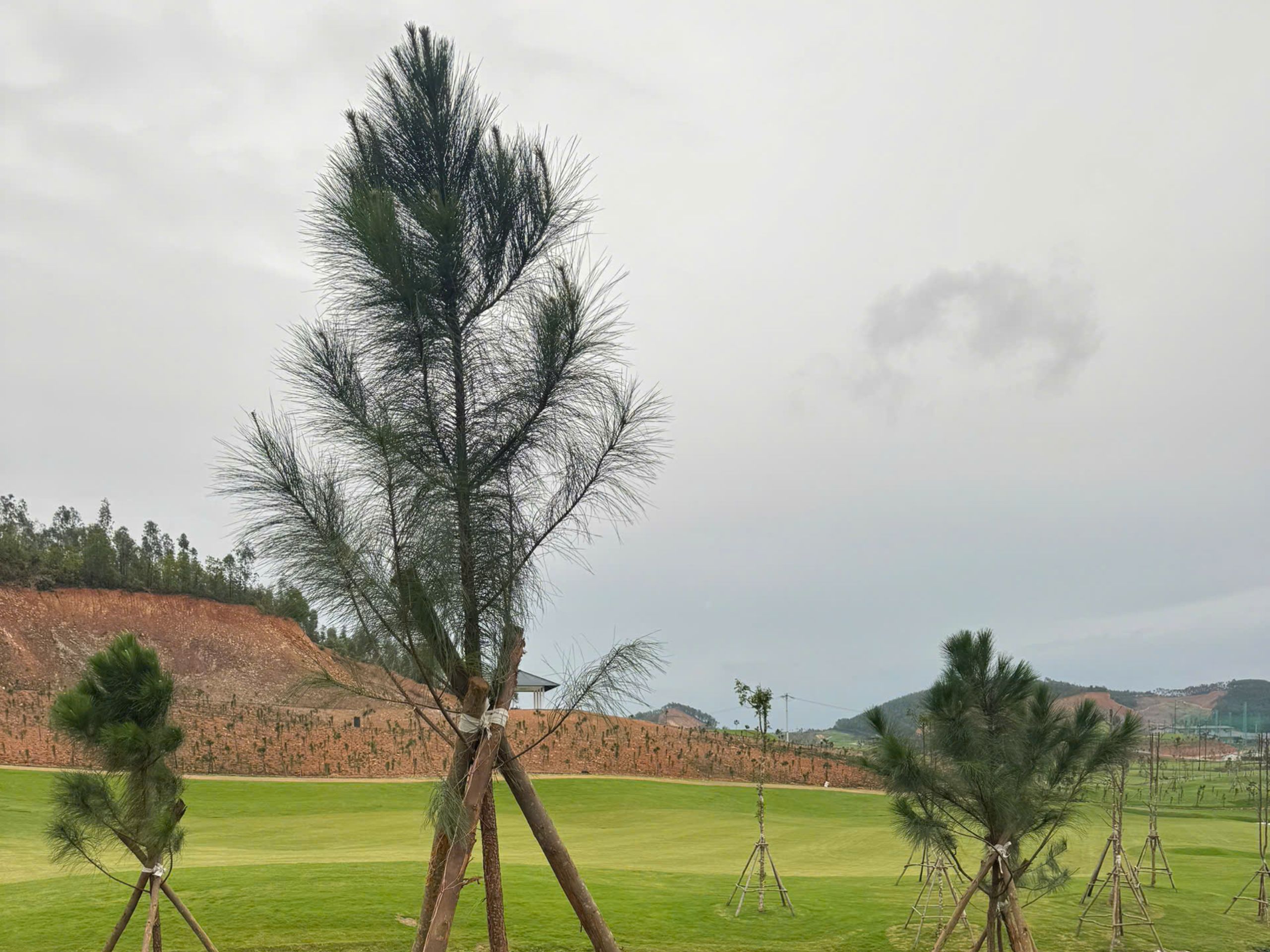 Dự án cung cấp cây cho sân gol Lục Nam - Bắc Giang