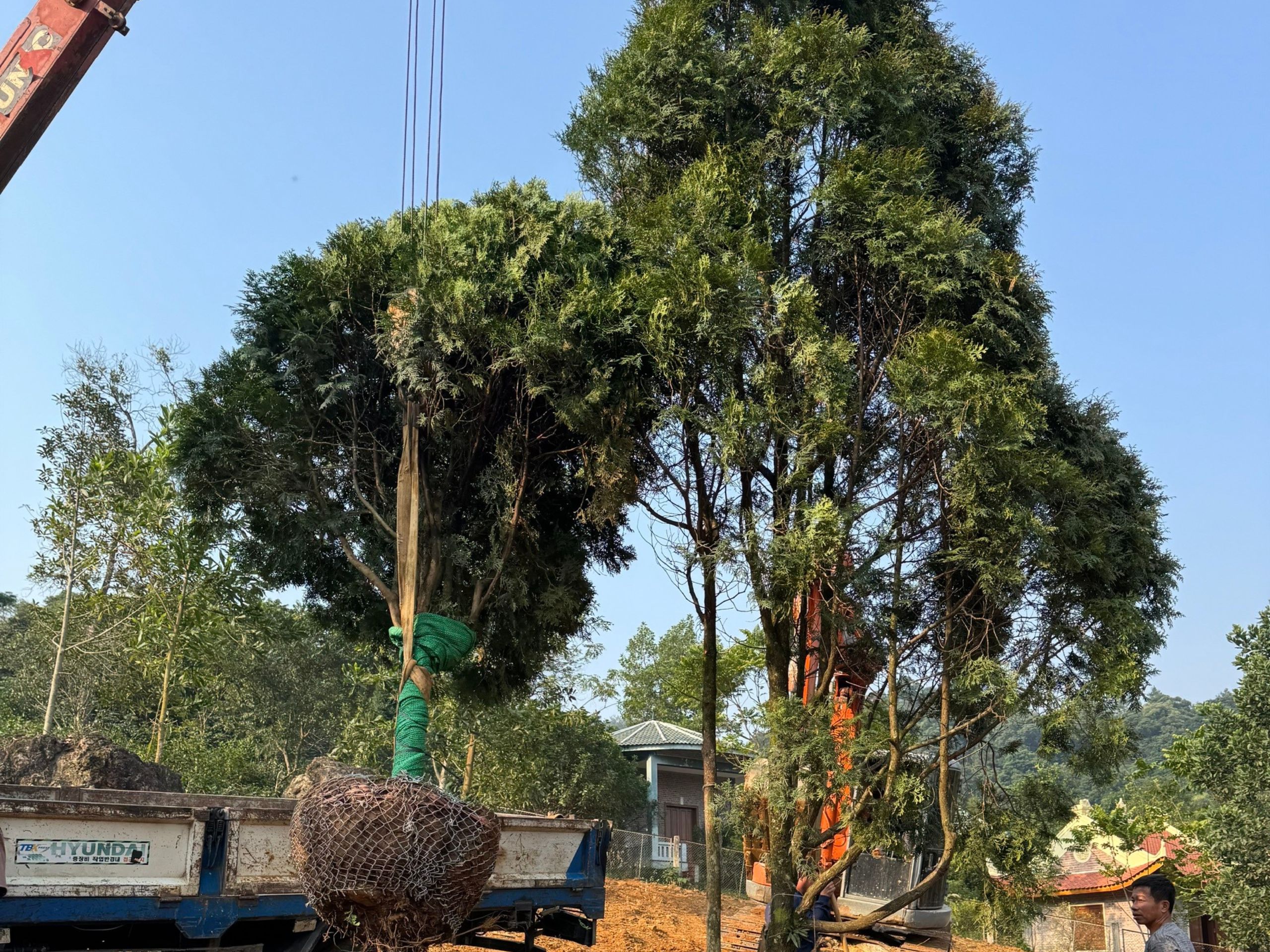 Dự án cung cấp và thi công cây bách xanh trên Ba Vì Hà Nội