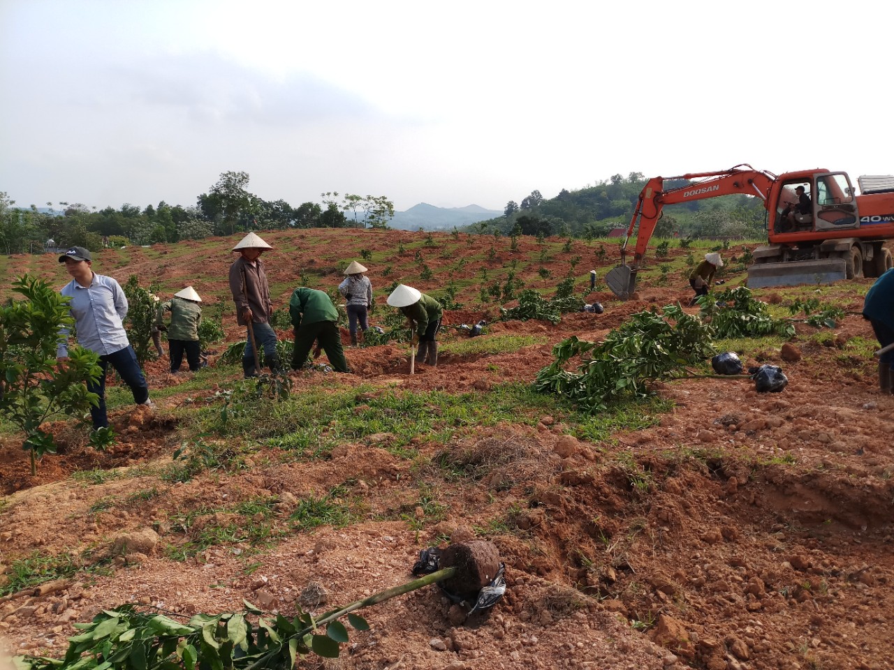 Thiết kế trang trại cây ăn quả tại Anh Sơn - Nghệ An