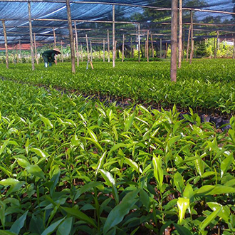 Cây lâm nghiệp