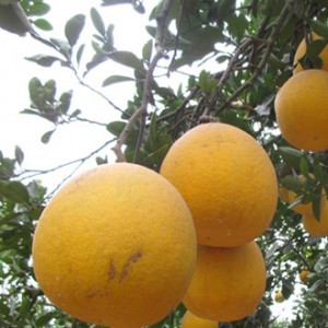 Giống cây bưởi Diễn