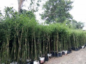 Cây trúc cần câu