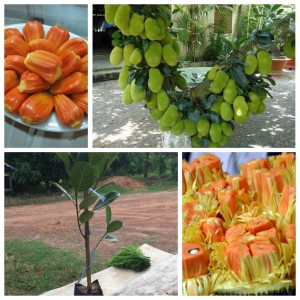 Giống mít ruột đỏ