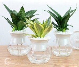 Cây lưỡi hổ
