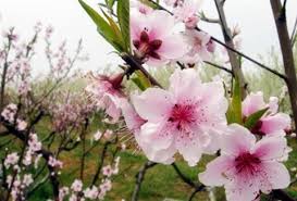 Giống cây đào phai 