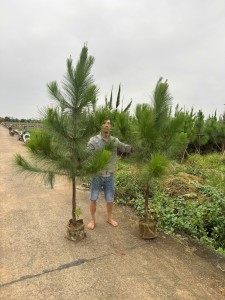 Cây thông Caribe công trình