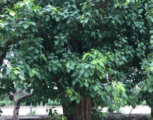 CÂY BỒ ĐỀ