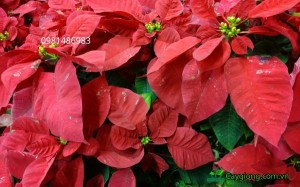 Cây Trạng Nguyên