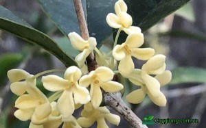 Cây Hoa Mộc Hương