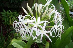 Cây Trinh Nữ Hoàng Cung