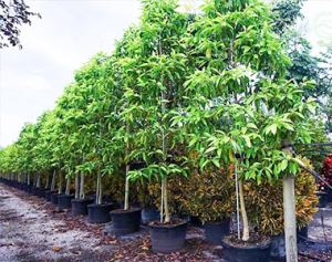 Giống Cây Ngọc Lan Lớn