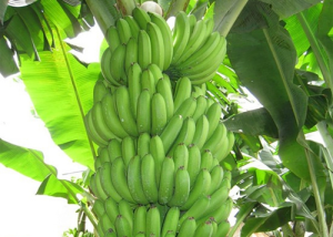 GIỐNG CHUỐI TIÊU HỒNG