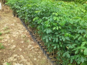 GIỐNG CÂY TRẮC ĐỎ