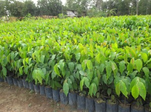 GIỐNG CÂY SAO ĐEN