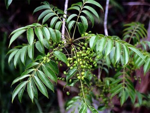 Giống cây xoan ta