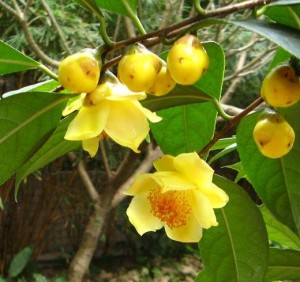 Giống cây trà hoa vàng
