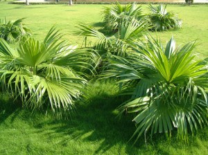 Cây Cọ Trơn (Cọ Xẻ)