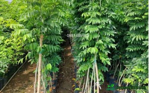 CÂY SƯA TRẮNG CÔNG TRÌNH