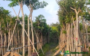 Cây Bằng Lăng Công Trình 