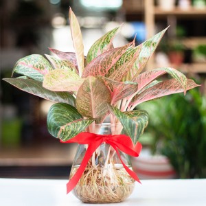 CÂY THỊNH VƯỢNG