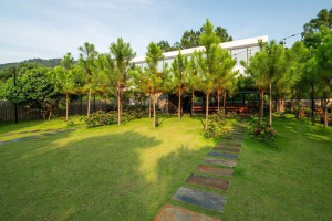 Giống cây thông caribe