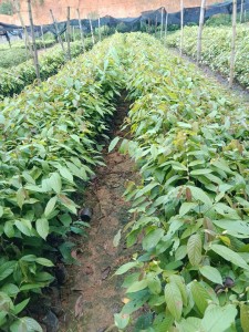 GIỐNG CÂY CHÒ CHỈ