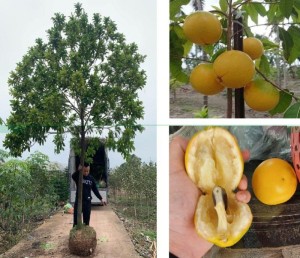 Cây Vú Sữa Hoàng Kim