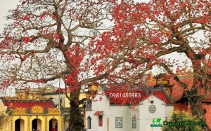 Cây Hoa Gạo Công Trình