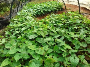 Giống Cây La Hán Quả