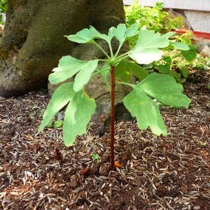 Giống Cây Ngân Hạnh