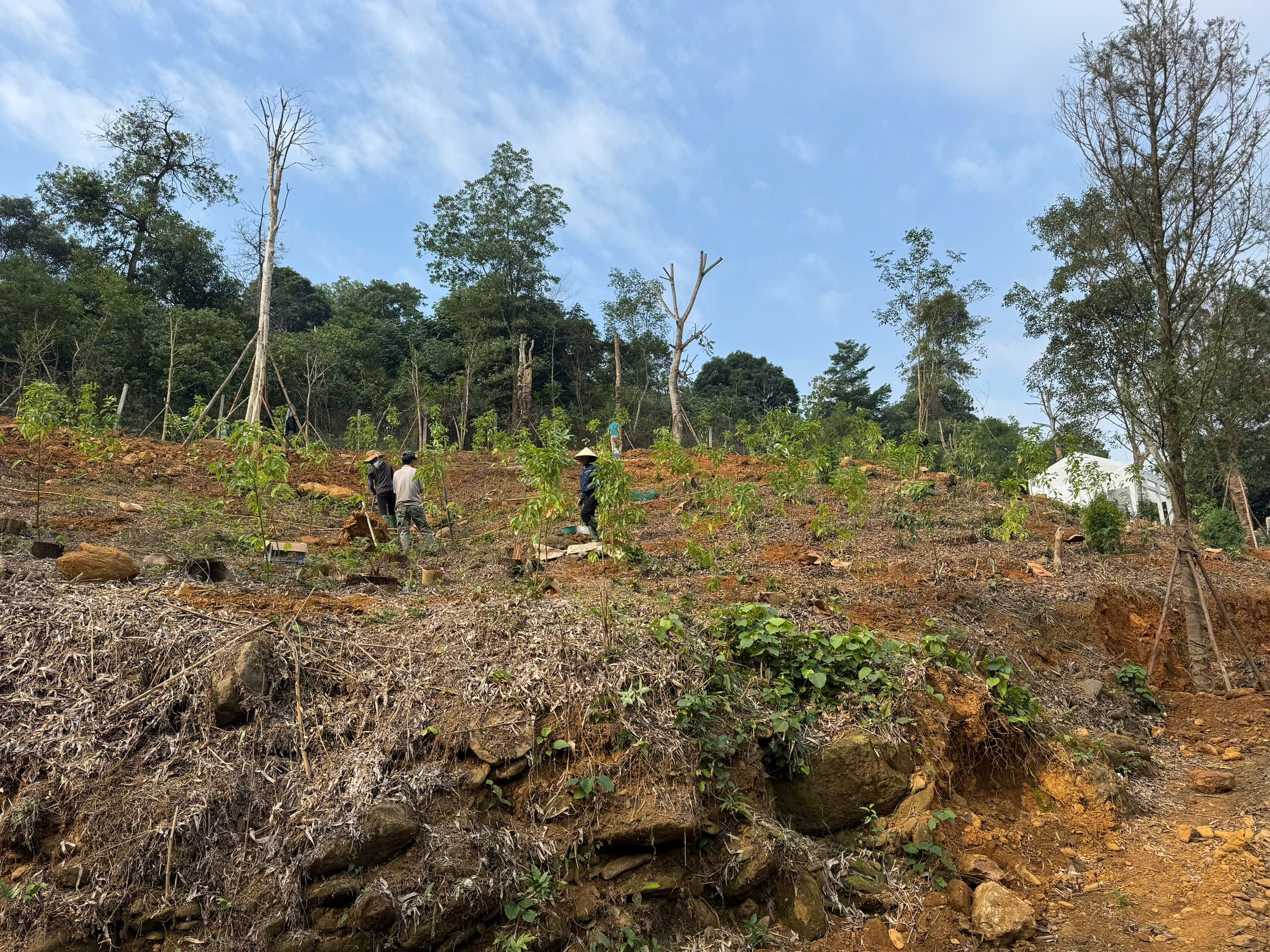 Dự án Cung cấp và thi công 2000 cây gù hương xá xị tại Ba Vì Hà Nội